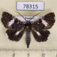 78315p Noctuidae Pseudogerespa usipetes Panama $10