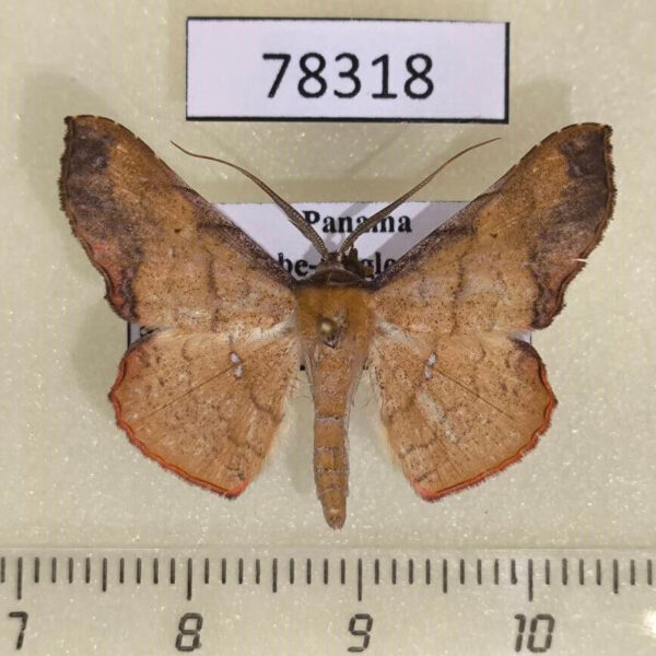 Noctuidae Cryptochrostis suppulchraria Panama