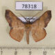 78318p Noctuidae Cryptochrostis suppulchraria Panama $9