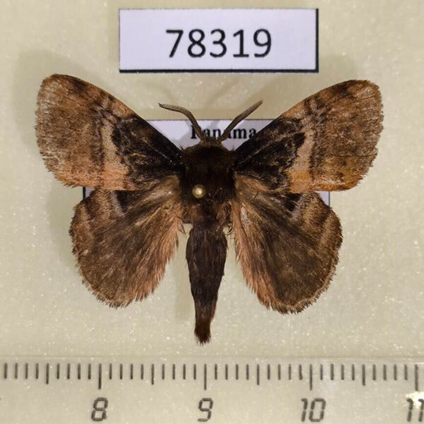Lasiocampidae Euglyphis lepta Panama