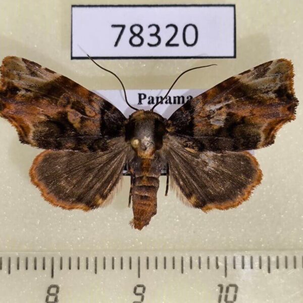Noctuidae Drobeta carneopicta Panama