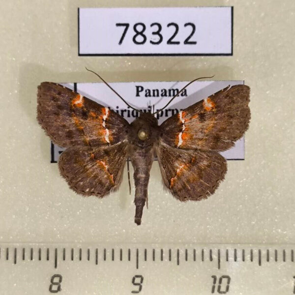 Noctuidae Antiblemma lacteigera Panama