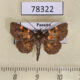78322p Noctuidae Antiblemma lacteigera Panama $10