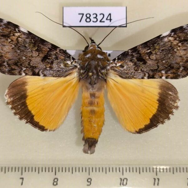 Noctuidae Ulotrichopus pseudomarmoratus Uganda