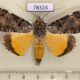 78324p Noctuidae Ulotrichopus pseudomarmoratus Uganda $25