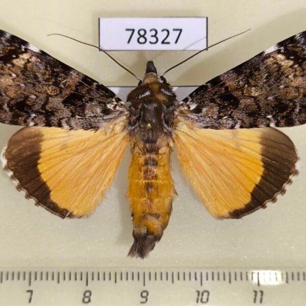 Noctuidae Ulotrichopus pseudomarmoratus Uganda