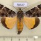 78327p Noctuidae Ulotrichopus pseudomarmoratus Uganda $25