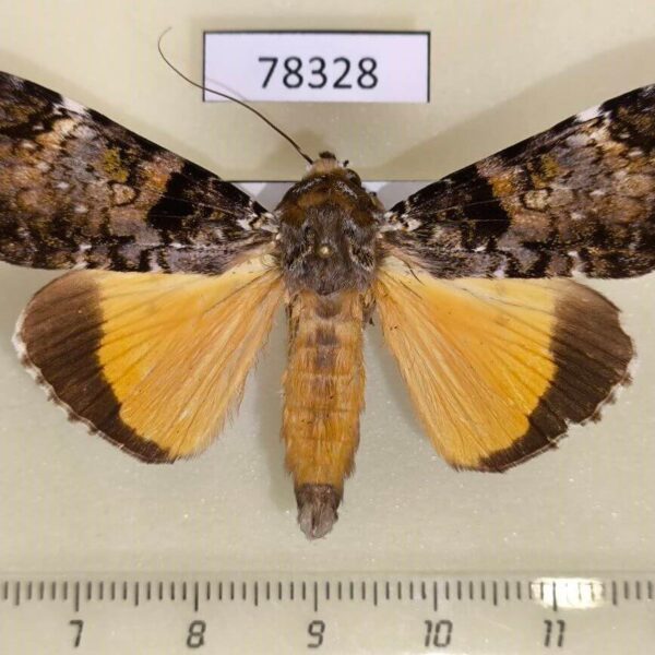 Noctuidae Ulotrichopus pseudomarmoratus Uganda
