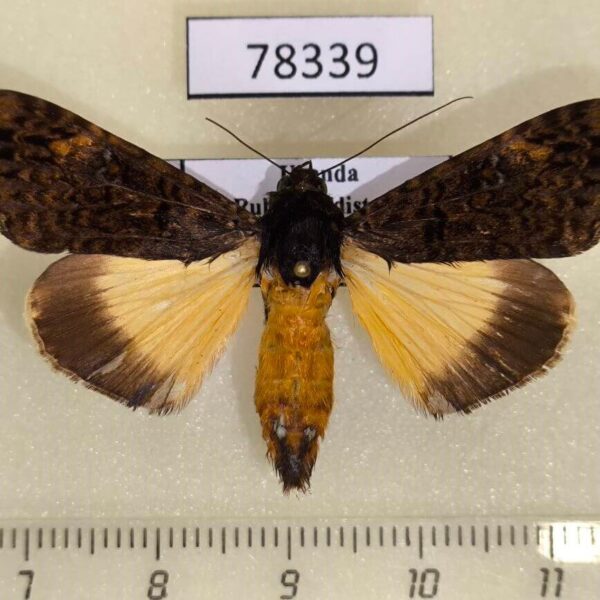 Noctuidae Ulotrichopus meyi Uganda