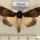 78345p Noctuidae Ulotrichopus meyi Uganda $15