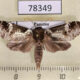 78349p Noctuidae Elaeognatha argentea Panama $8