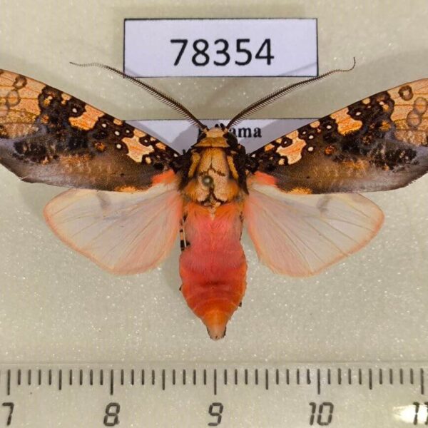 Arctiidae Cresera annulata Panama