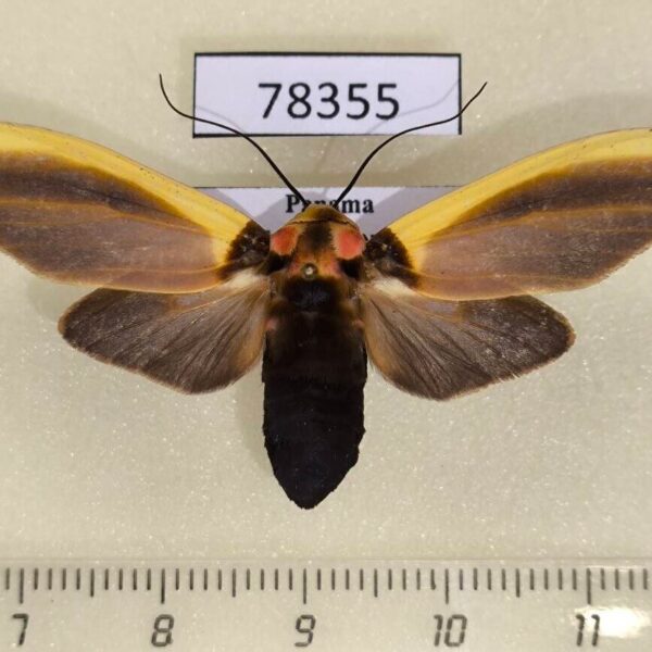 Arctiidae Cratoplastis diluta а Panam