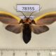 78355p Arctiidae Cratoplastis diluta а Panam $20