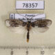 78357p Depressariidae Ethmia sp. scythropa Panama $9