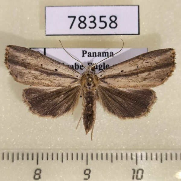 Noctuidae sp. Panama
