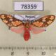 78359p Arctiidae Araeomolis rhodographa Panama $12