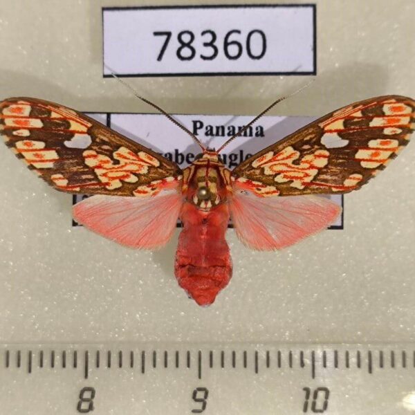 Arctiidae Araeomolis rhodographa Panama