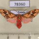 78360p Arctiidae Araeomolis rhodographa Panama $13