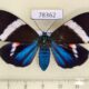 78362p Arctiidae Hypocrita sp. excelens f Panama $30