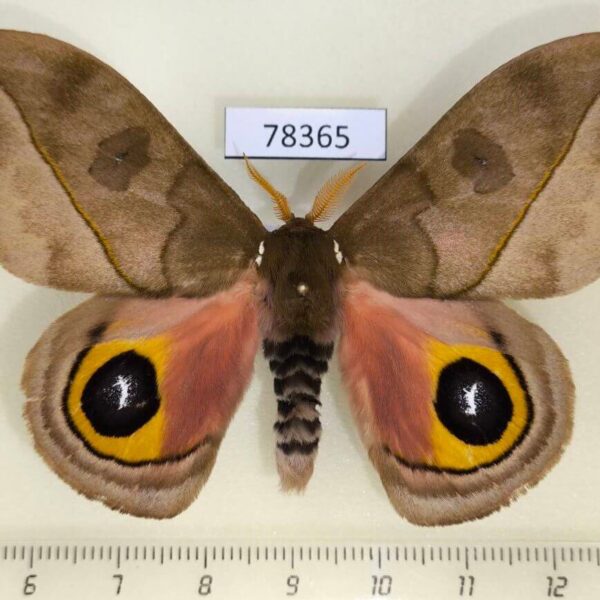 Saturniidae Automeris zugana Panama