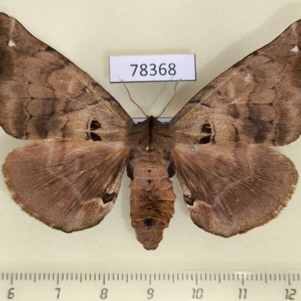 Apatelodidae Apatelodes merlona f Panama