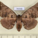 78368p Apatelodidae Apatelodes merlona f Panama $25