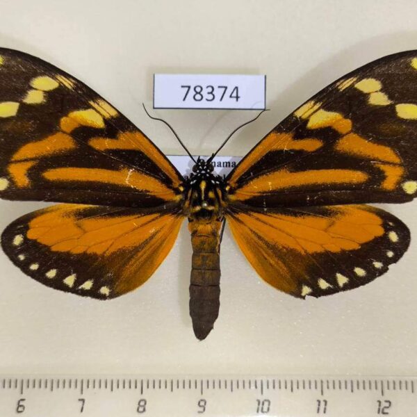 Arctiidae Chetone angulosa Panama