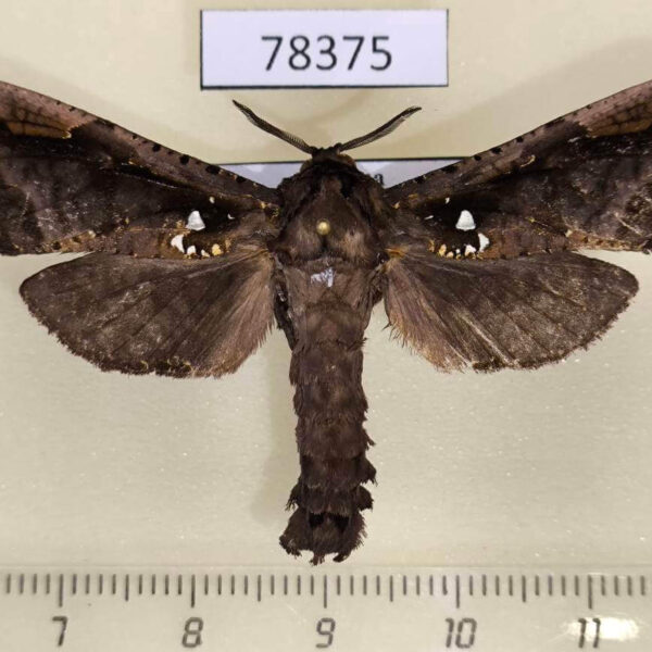 Cossidae Langsdorfia lunifera Panama