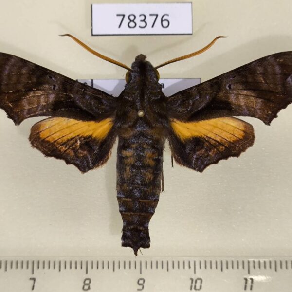 Sphingidae Nyceryx eximia Panama