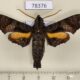 78376p Sphingidae Nyceryx eximia Panama $20