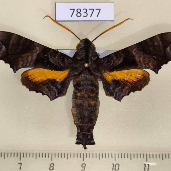 Sphingidae Nyceryx eximia Panama