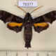 78377p Sphingidae Nyceryx eximia Panama $25