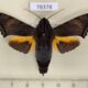 78378p Sphingidae Nyceryx stuarti Panama $30