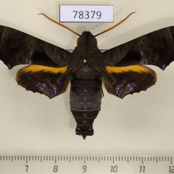 Sphingidae Nyceryx tacita Panama