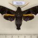 78379p Sphingidae Nyceryx tacita Panama $30