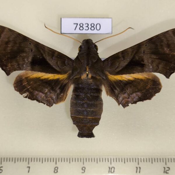 Sphingidae Nyceryx tacita f Panama