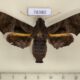 78380p Sphingidae Nyceryx tacita f Panama $35