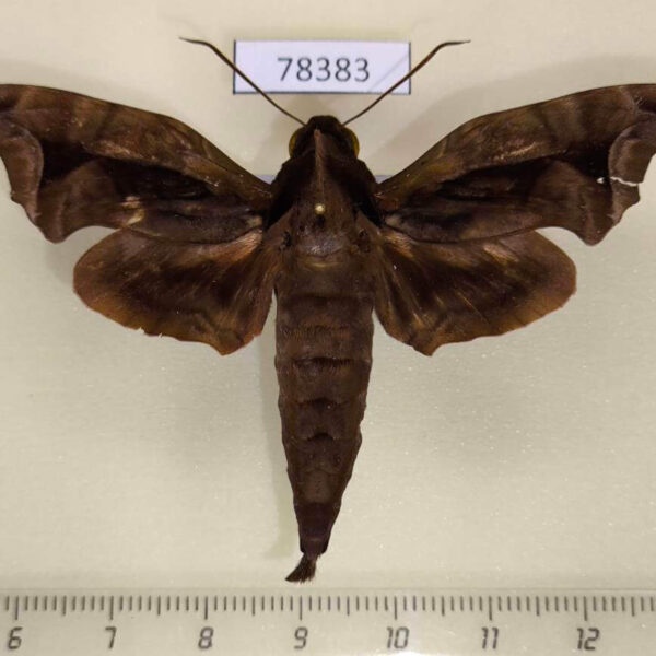 Sphingidae Enyo gorgon Panama