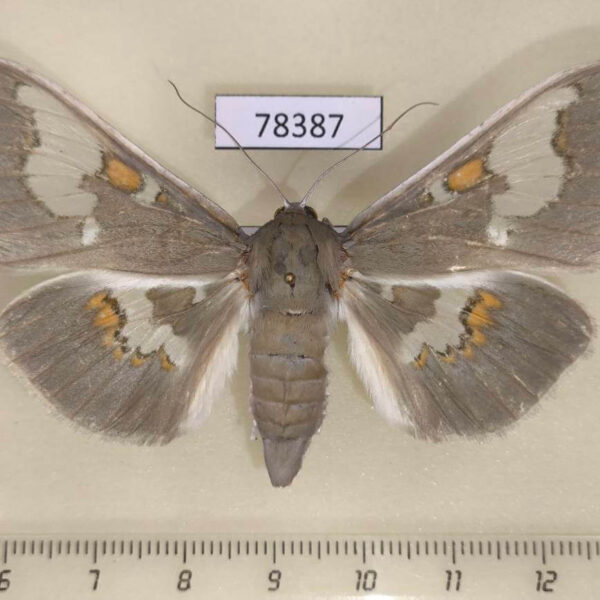 Crambidae Siga pyronia Panama