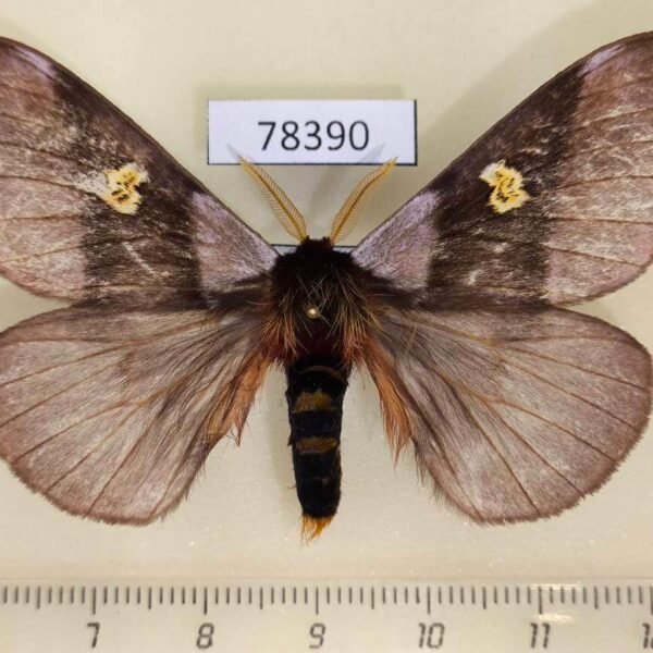 Saturniidae Dirphiopsis flora Panama