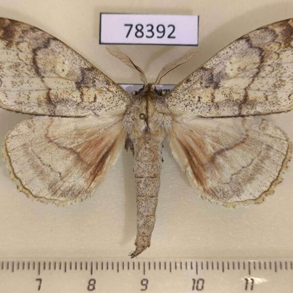 Apatelodidae Ephoria lybia Panama