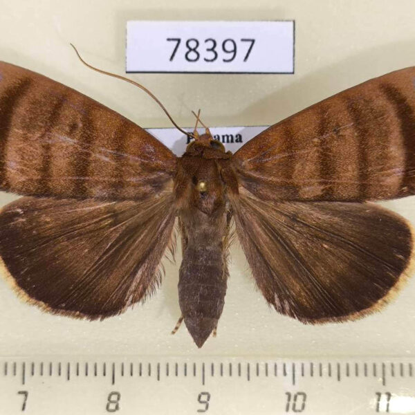 Noctuidae Ceromacra cebrensis f Panama