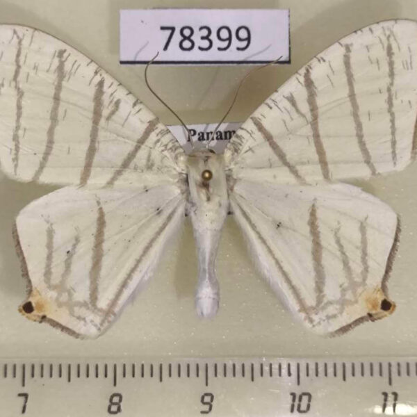 Geometridae Brachurapteryx tesserata Panama