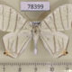 78399p Geometridae Brachurapteryx tesserata Panama $15