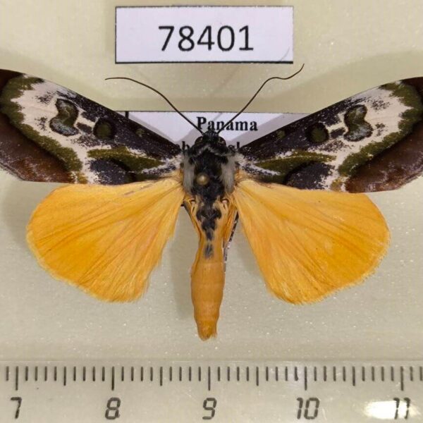 Noctuidae Epithisanotia sanctijohannis Panama