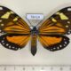 78414p Arctiidae Chetone salvini Panama $40