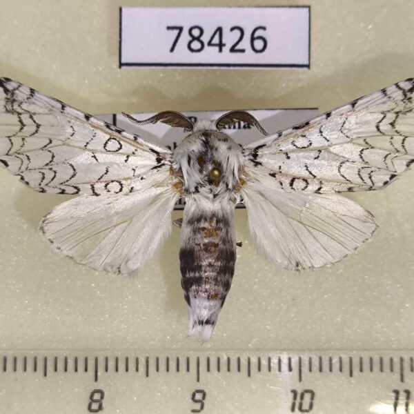 Notodontiidae Americerura rarata Panama