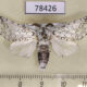 78426p Notodontiidae Americerura rarata Panama $15