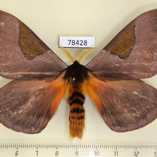 Saturniidae Dirphia nora Panama